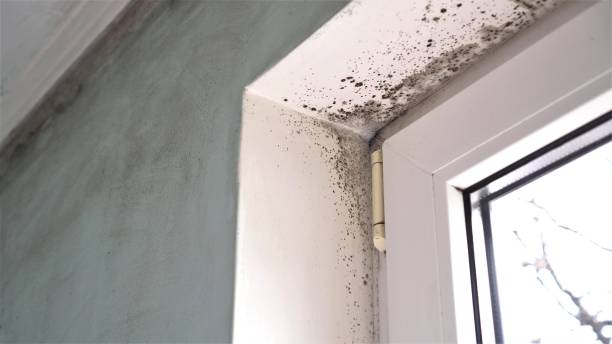 Best Commercial Mold Removal  in Seven Mile, AZ