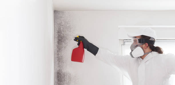 Best Local Mold Removal Service  in Seven Mile, AZ