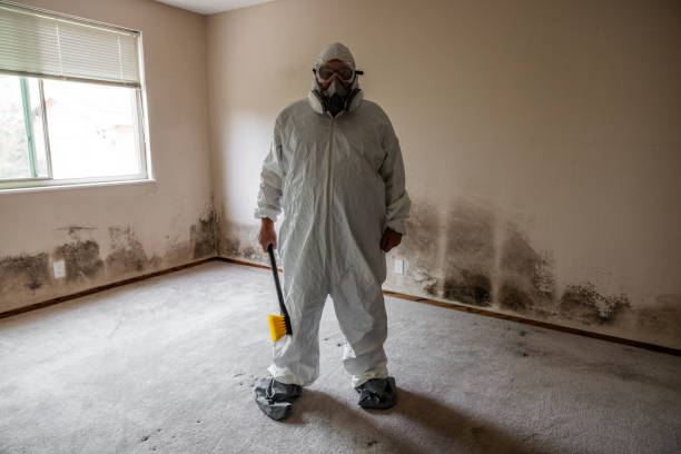 Best Mold Damage Repair  in Seven Mile, AZ