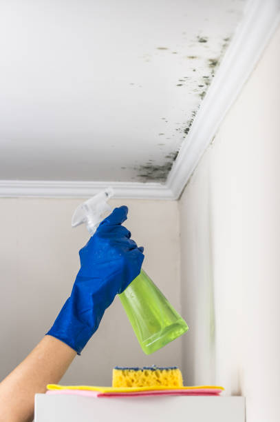 Certified Mold Removal in Seven Mile, AZ